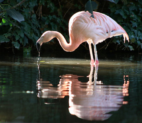 Flamingo Las Vegas on X: Early bird gets the worm.. or pool